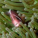 Hiding amongst the anemone