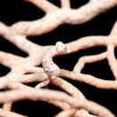 Pygmy Seahorse I