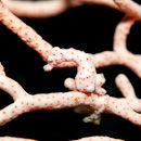Pygmy Seahorse II