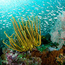Mini fishes and corals