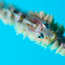 Goby on a whip