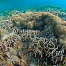 Reef Scene