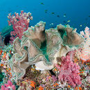 Colourful corals
