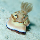 Nudibranch