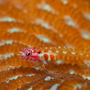 Pink spots