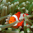 Finding Nemo