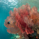 Red, pink and orange