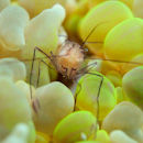 Shrimp in bubbles