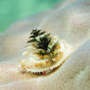 Lone Christmas tree worm
