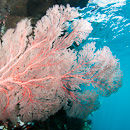 Gorgonian fan in the shallows