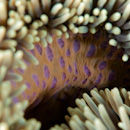 Anemone skirt