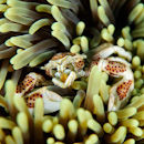 Porcelain crab eating