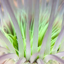 Sea anemone I