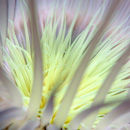Sea anemone II