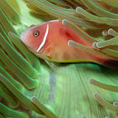 Skunk anemone