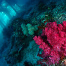 Pink pier