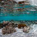 Shallow water coral reflections