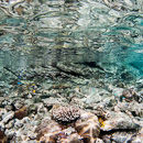 Water surface coral patterns