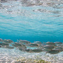 Shallow water swimming