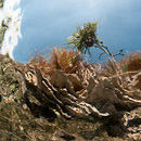 Tree through the water surface