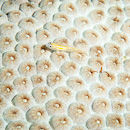 Yellow goby