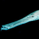 Trumpet fish
