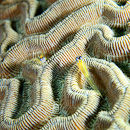 A pair of gobies