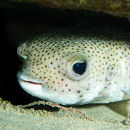 Porcupine pufferfish