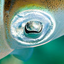Squid eye I