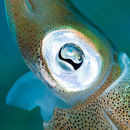 Squid eye II