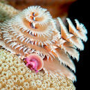 Pair of Christmas Tree Worms