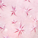 Pink flowers