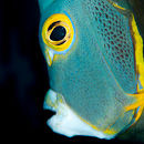 Angel fish