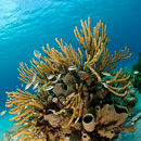 Reef scene