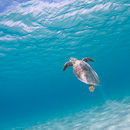 Lone turtle in infinity