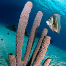Tubes and angel fish