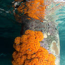 Orange reflections