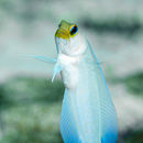 Mini yellow jaw fish