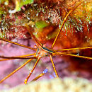Arrow crab feeding