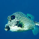Honeycomb cowfish