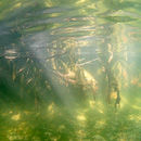 Shimmering