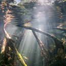Light in the Mangrove roots