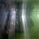 Light rays in the Mangroves