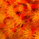 Sun polyps