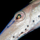 Trumpet fish eye