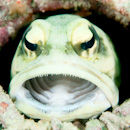 Yellow jaw fish
