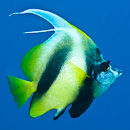 Bannerfish in the blue