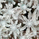 Coral abstract