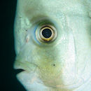 Batfish profile I