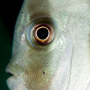 Batfish profile II